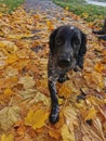 Autum walk sprocker puppy dog Royalty Free Stock Photo