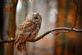 Autum wildlife in the forrest. Tawny owl hidden in the fall wood, sitting on tree trunk in the dark forest habitat. Beautiful