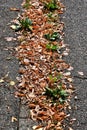 Autumal painted leaves on a street in a row in sun Royalty Free Stock Photo