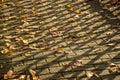 Autumal painted leaves on a street in sun and shadow Royalty Free Stock Photo
