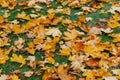 Autuman background. Golden fallen leaves lie on green lawn. Foliage carpet. Close up. High quality resolution. Sunny day