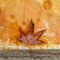 Autuman leaf