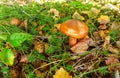Autumm of forest, mushroom in the forest Royalty Free Stock Photo