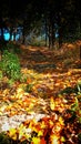 Autumm of forest, sters Royalty Free Stock Photo