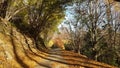 Autumm landscape with fallen leaves on the colorful road