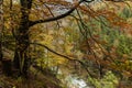 Autumm Landscape of Ordesa National Park in autumm with trees full of orange and yellow leaves.jpg