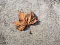 Autumm leaf on a stone surface Royalty Free Stock Photo