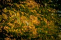 Autumm leave and blurred nature background. Colorful foliage in the park. Falling leaves natural background .Autumn season concept