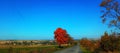 Autumm and Red tree on the road Royalty Free Stock Photo