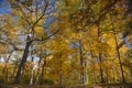 Autumm scene with trees