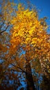 Autumm of yellow tree Royalty Free Stock Photo