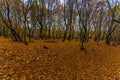 Old Deva citadel in the autumn season , Romania