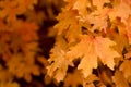 Autumn Royalty Free Stock Photo