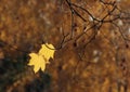 Autumn_3