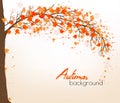 Autumn abstract background with colorful leaves.