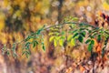 Autumn abstract background with green branch of briar in a morning dew Royalty Free Stock Photo