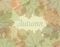 Autumn abstract background.