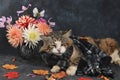 Autumn abstract composition, Funny cat in a warm scarf and dahlia flowers in a vase on a dark background, seasonal background,
