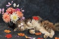 Autumn abstract composition, Funny cat in a warm scarf and dahlia flowers in a vase on a dark background, seasonal background,