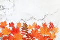 Autumn abstract composition with maple leaves, pine cones, nuts,pumpkins and rowan berries, still life, Thanksgiving concept,