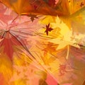 Autumn abstract grunge background texture from red colored umbrellas with maple leaves. Fall light and color of leaves Royalty Free Stock Photo