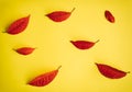 Autumn abstract image of fallen red leaves on yellow paper background. Contrast image for design