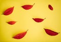 Autumn abstract image of fallen red leaves on yellow paper background. Contrast image for design