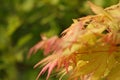 Autumn Acer