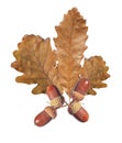 Autumn acorn and brown tree leaves isolated on white background Royalty Free Stock Photo