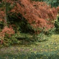 Autumn with Acorn cones Pinyon Pine Pinus edulis at botanical garden Royalty Free Stock Photo