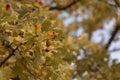 Autumn acorns on an oak branch with yellow foliage