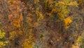 Autumn aerial look down on golden forest