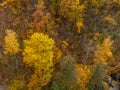 Autumn aerial look down on golden forest