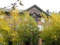 Autumn afternoon stroll along a city street view of trees with yellow foliage Royalty Free Stock Photo