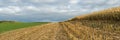 Autumn agricultural landscape. large panoramic view of a ripened cornfield with stubble on the edge of the field under an October