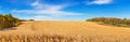 Autumn agricultural landscape, panorama - view of the corn field in the rays of the autumn sun Royalty Free Stock Photo
