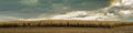 Autumn agricultural landscape. wide panoramic view of the October corn field with ripe grain and stubble before harvesting under a