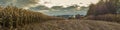 Autumn agricultural landscape. wide panoramic view of a ripened cornfield with stubble in the center and forest in the distance Royalty Free Stock Photo