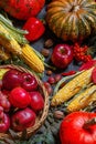 Autumn agricultural still life with fruits and vegetables. Harvest festival holiday concept Royalty Free Stock Photo