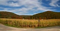 Autumn in Allegheny forest