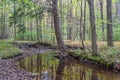 Autumn in the Allegheny Mountains