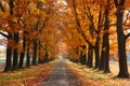 Autumn alley