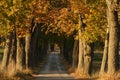 Autumn alley Royalty Free Stock Photo