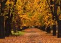 Autumn alley