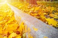 The autumn alley with a border is strewn with fallen yellow and