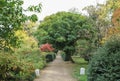 Autumn alley at at botanical garden