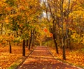 Autumn alley in colorful trees in park in autumn day. Royalty Free Stock Photo