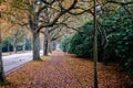 Autumn alley in Ohlsdorf in Hamburg Germany