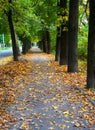 autumn, alley, path among trees, autumn yellow leaves on the ground