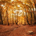 Autumn alley. Retro style filter. Instagram toning effect. Royalty Free Stock Photo